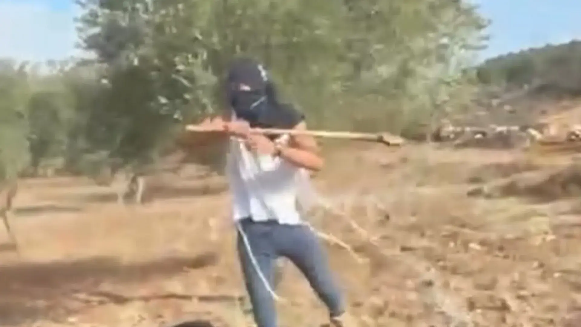 İşğal altındakı Qərb Sahilində zeytun yığan fələstinli qadına İsrailli köçkün hücumu