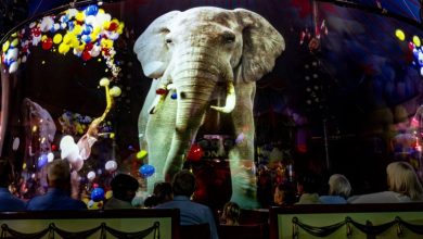 Leeuwen, olifanten en beren: hologrammen vervangen levende dieren in dit Duitse circus
