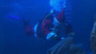 VIDEO: BEKIJK: De Kerstman brengt kerstcadeaus naar de zeewereld van een Duits aquarium