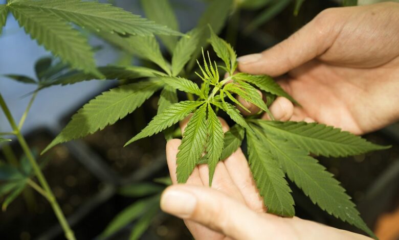 Deutsche Gesetzgeber debattieren und stimmen über die Legalisierung von Cannabis ab