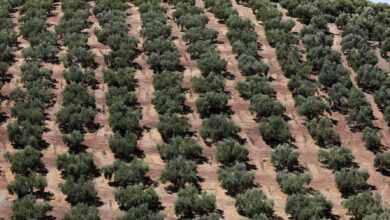 Aparıcı zeytun yağı istehsalçısı İspaniya yanacaq üçün zeytun daşlarına müraciət edir