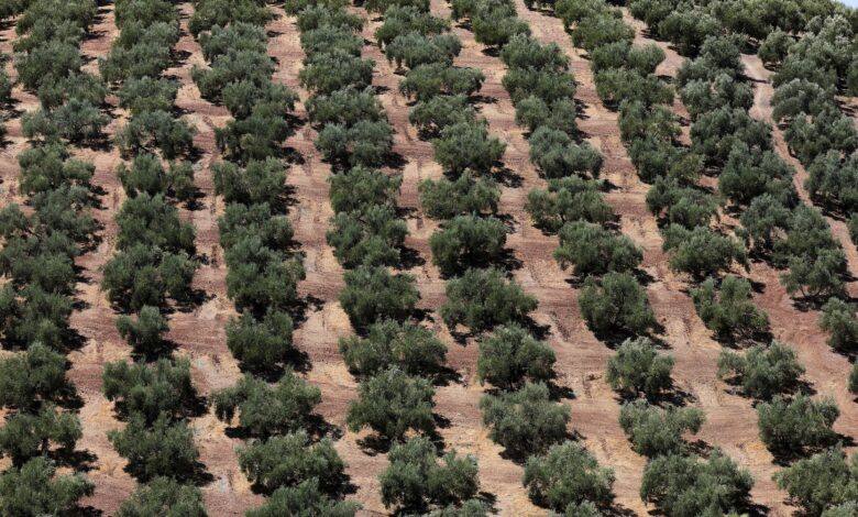 Aparıcı zeytun yağı istehsalçısı İspaniya yanacaq üçün zeytun daşlarına müraciət edir